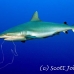 shark_greyreef_kk_h_0705_png1532.jpg